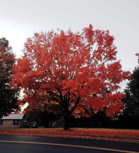 Fall Tree C cof.jpg